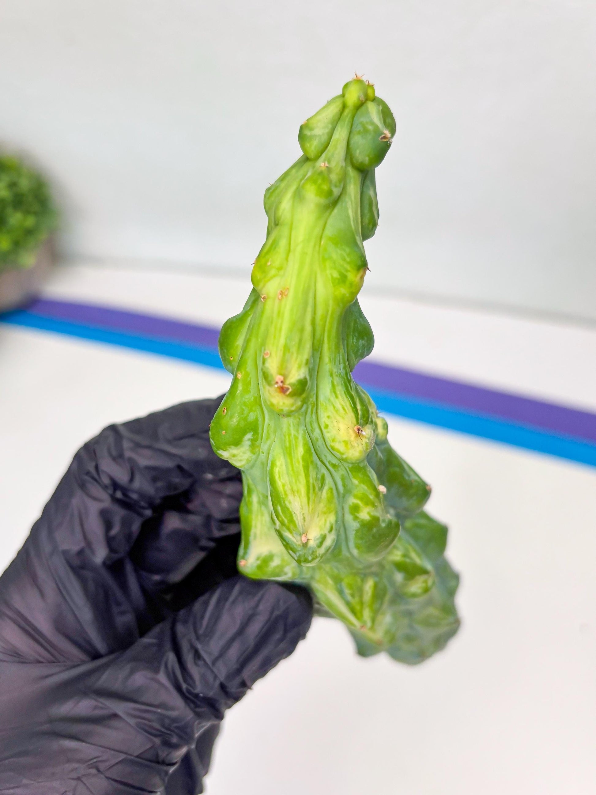 Variegated Bobbie Cactus | Imported Plant