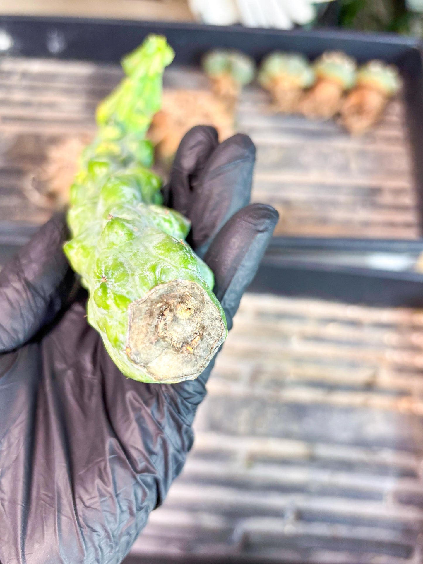 Variegated Bobbie Cactus | Imported Plant