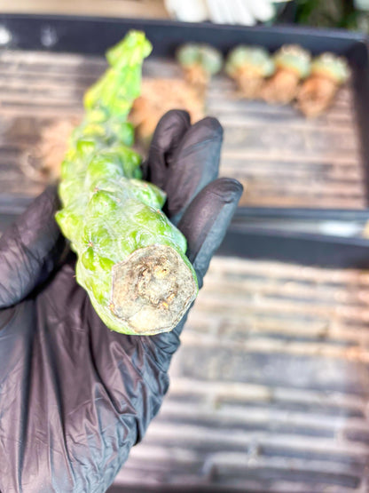 Variegated Bobbie Cactus | Imported Plant