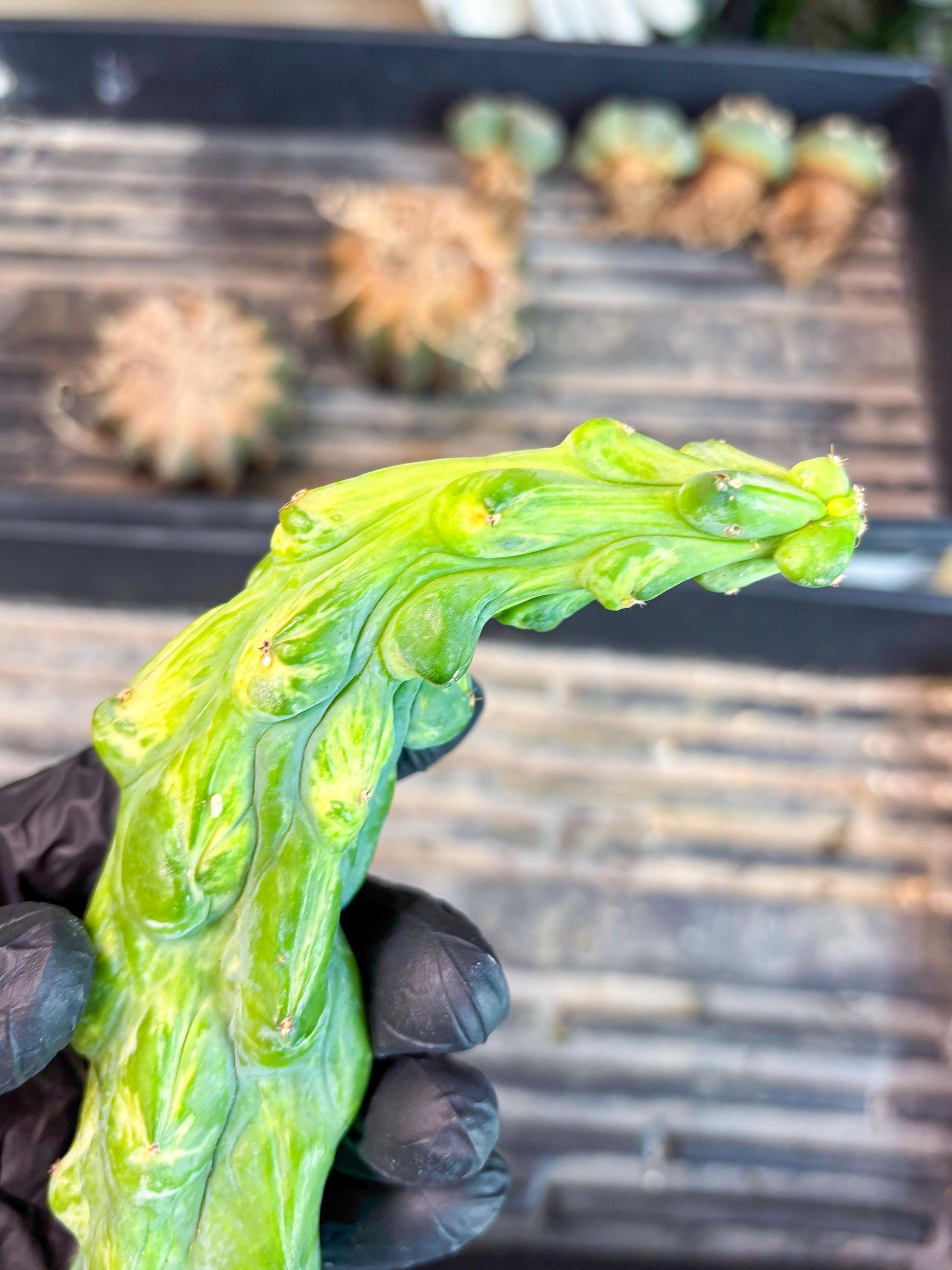 Variegated Bobbie Cactus | Imported Plant