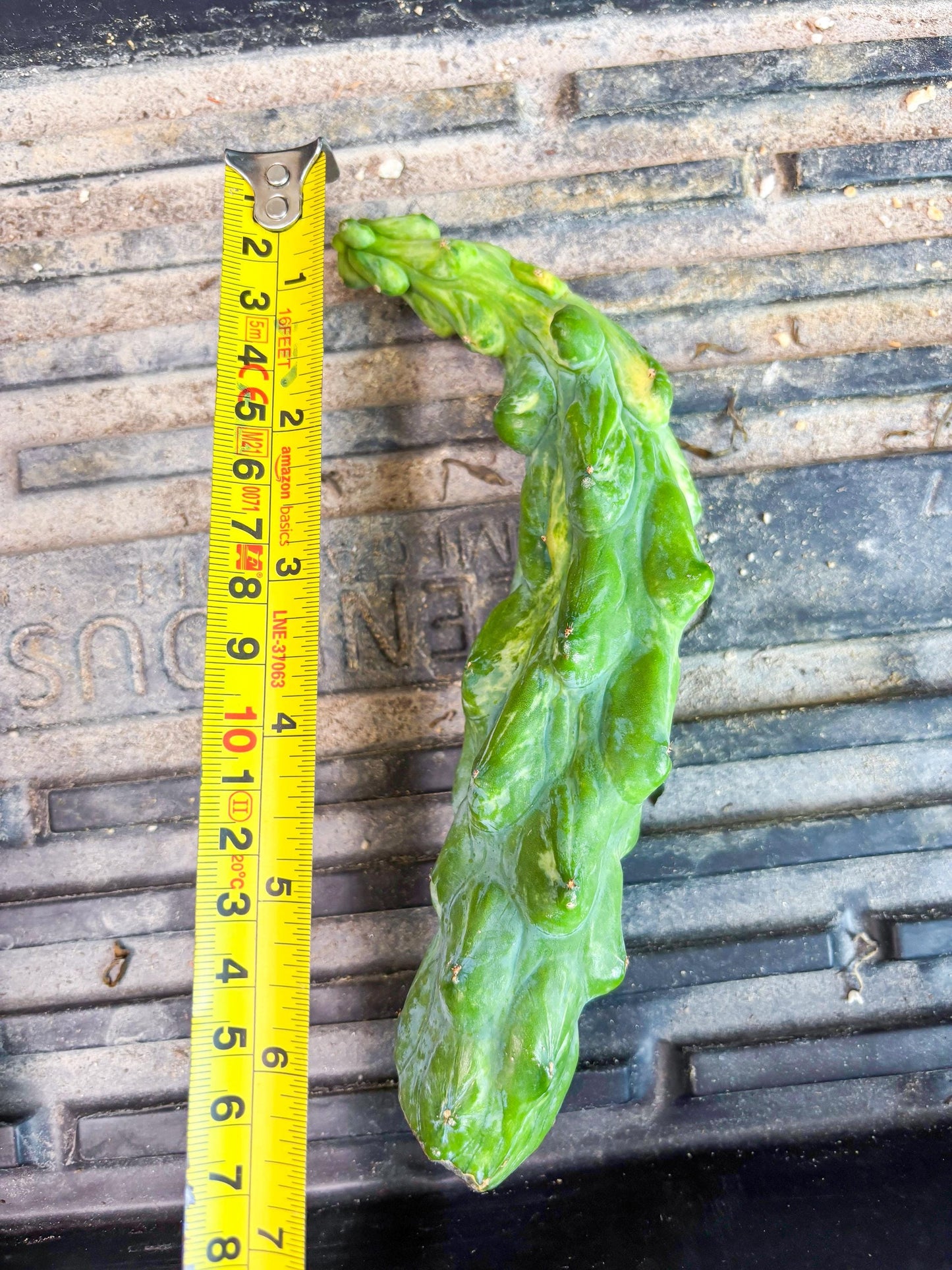 Variegated Bobbie Cactus | Imported Plant