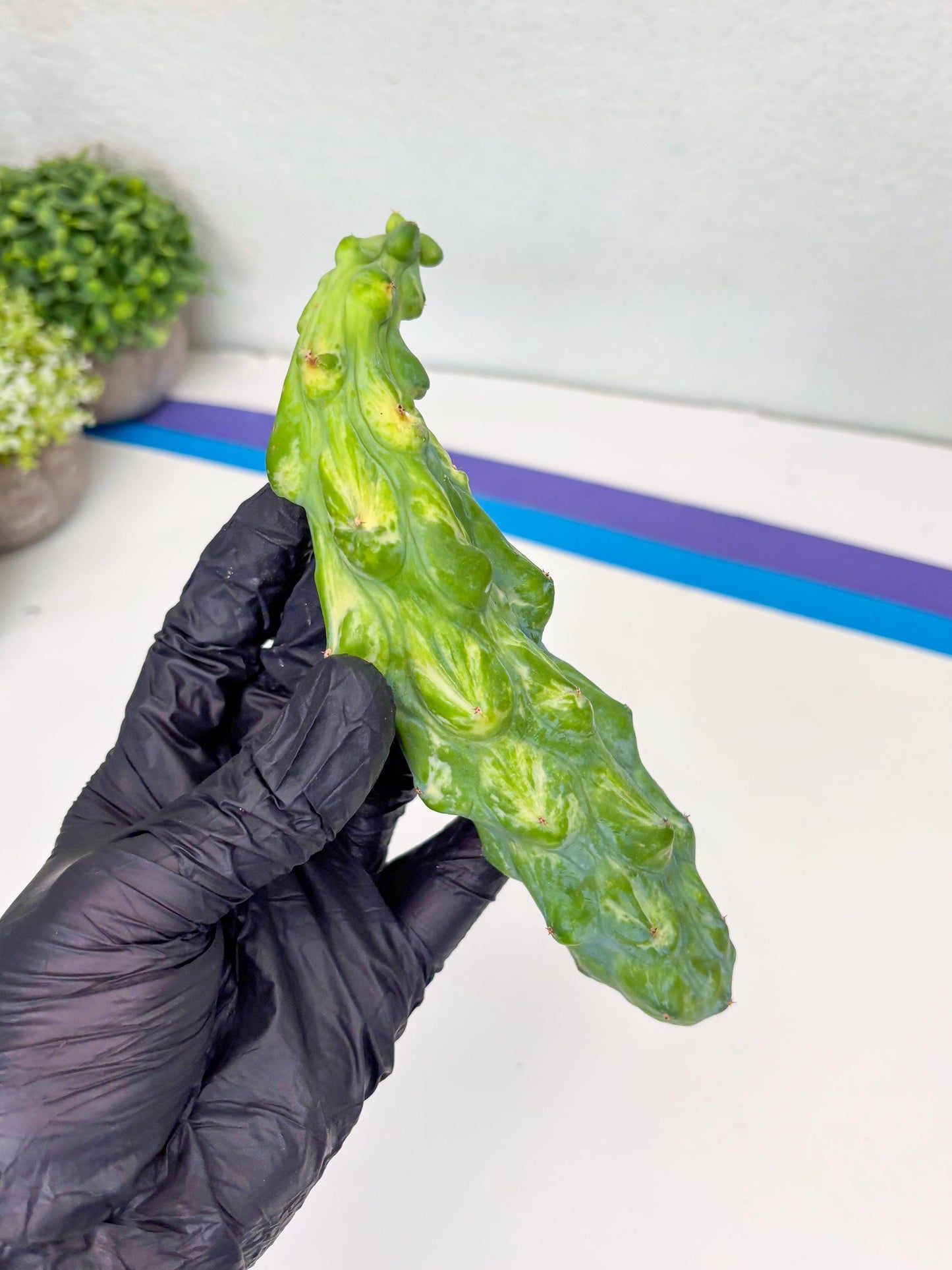 Variegated Bobbie Cactus | Imported Plant