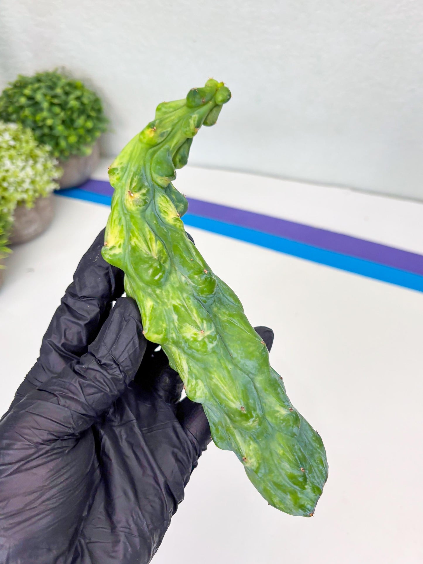 Variegated Bobbie Cactus | Imported Plant