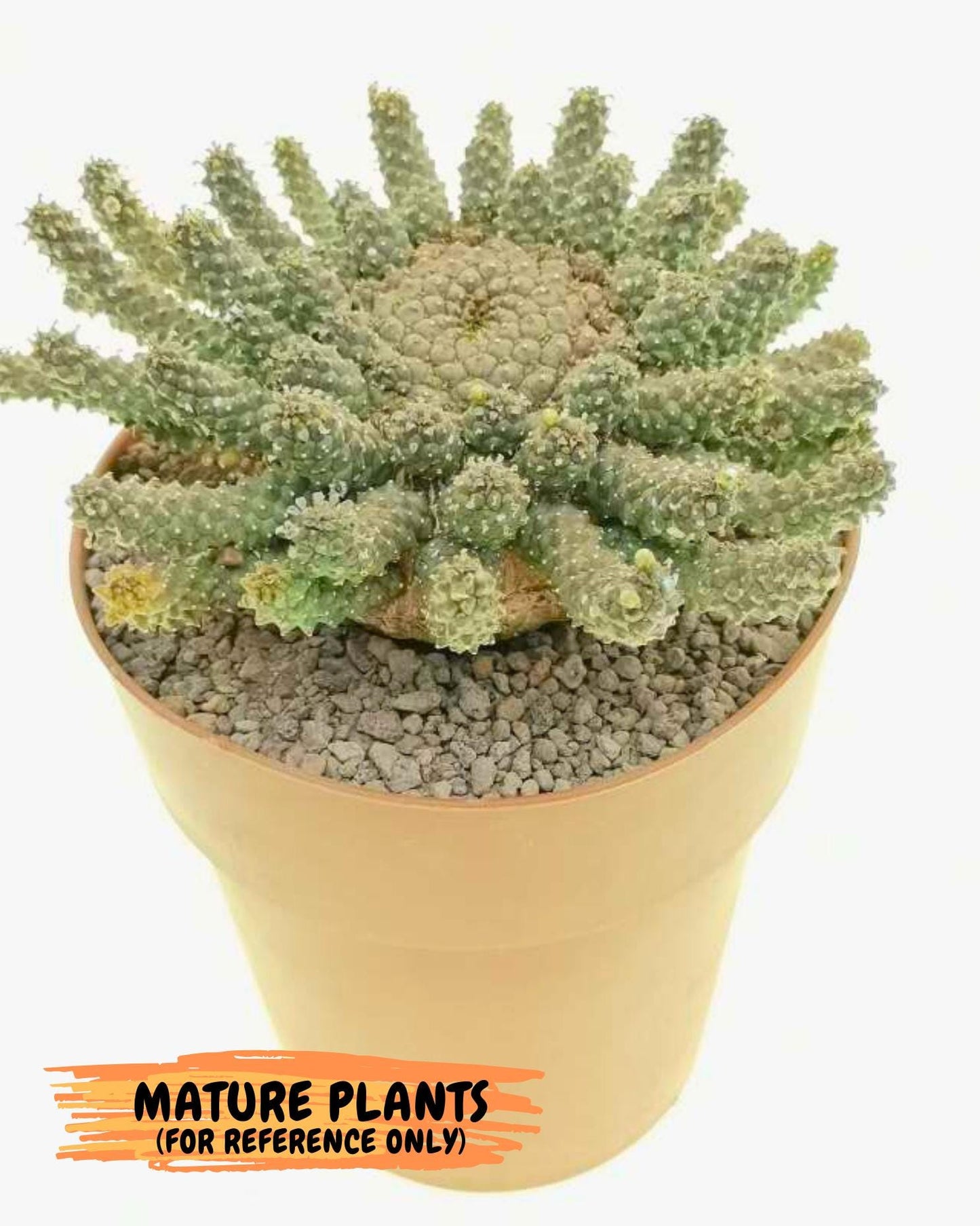 Euphorb atroviridis (Y) | ONLY for Advanced Grower!!