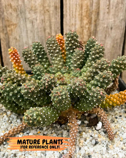 Euphorb atroviridis (G) | ONLY for Advanced Grower!!