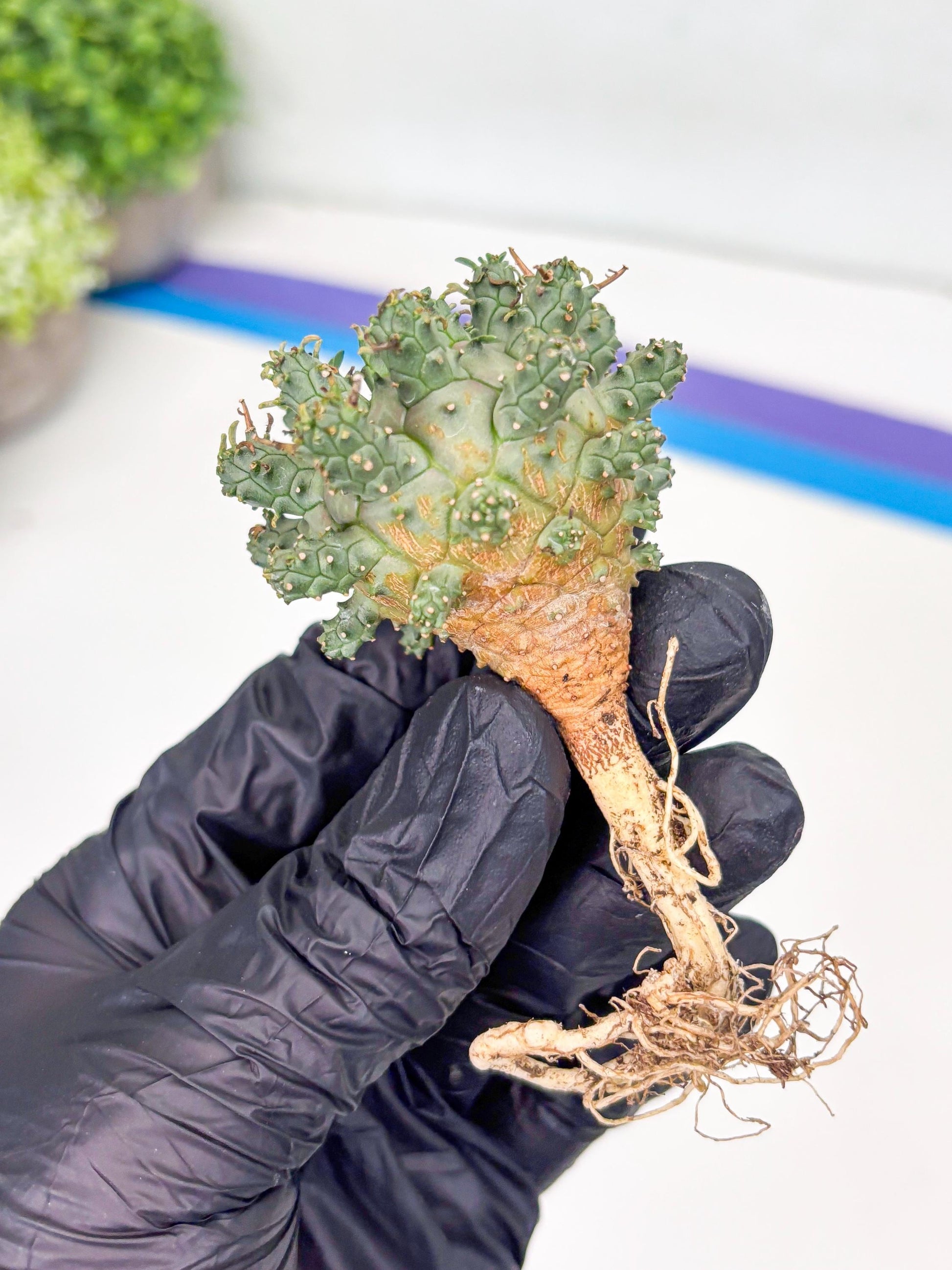 Euphorb atroviridis (Y) | ONLY for Advanced Grower!!