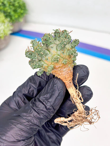 Euphorb atroviridis (Y) | ONLY for Advanced Grower!!