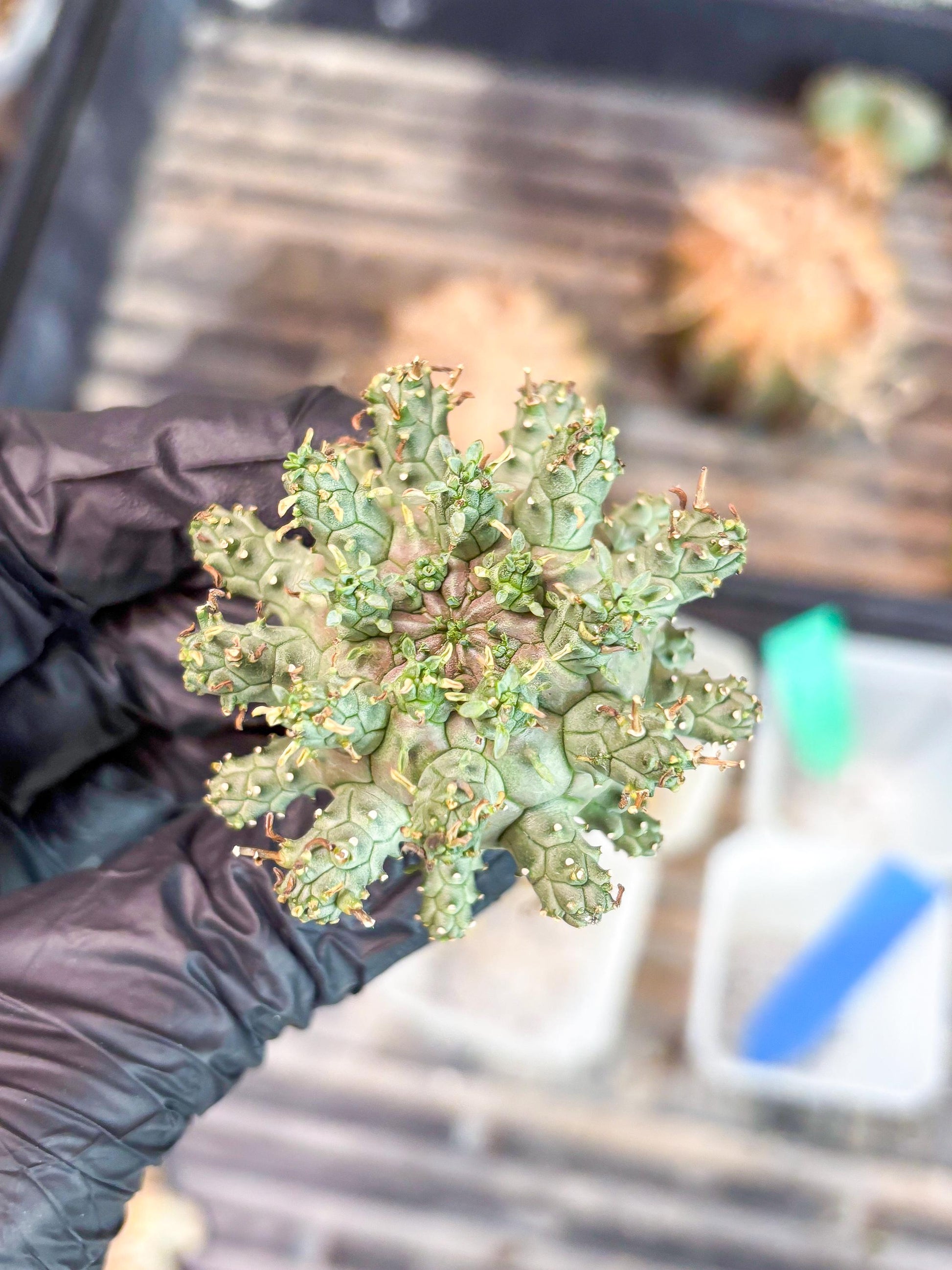 Euphorb atroviridis (Y) | ONLY for Advanced Grower!!