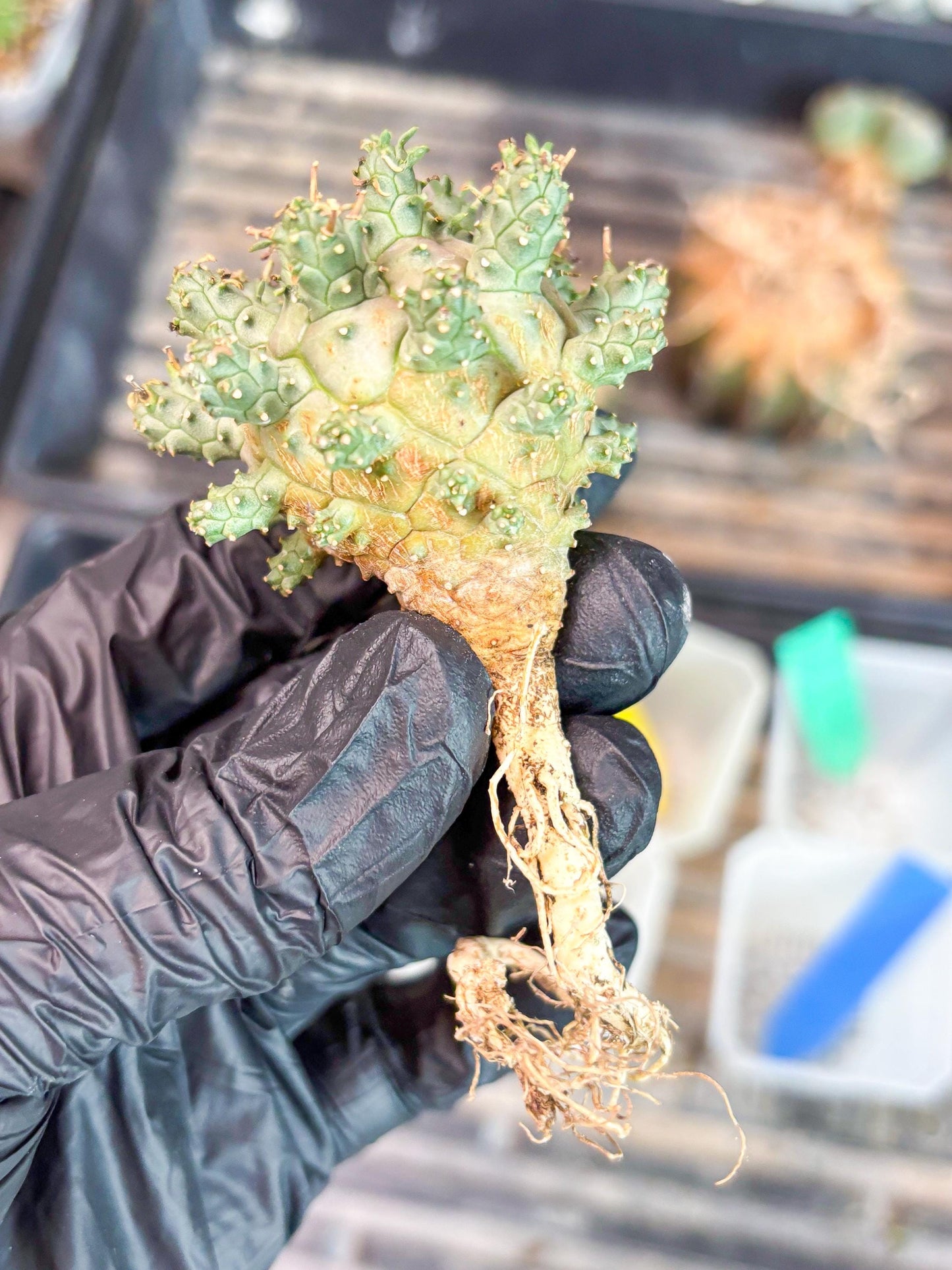 Euphorb atroviridis (Y) | ONLY for Advanced Grower!!