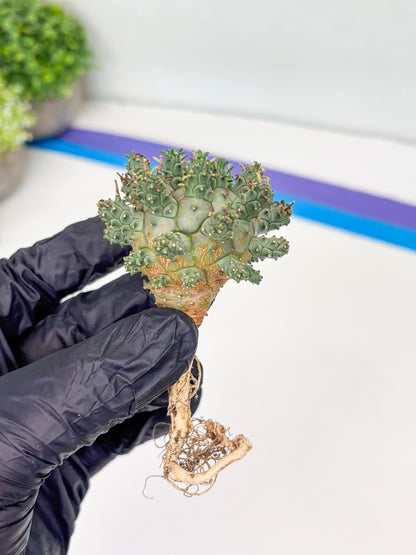 Euphorb atroviridis (Y) | ONLY for Advanced Grower!!