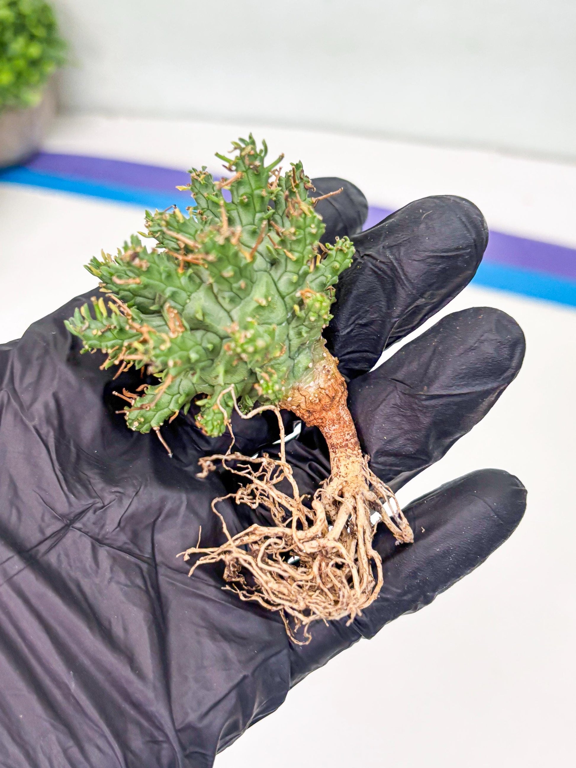 Euphorb atroviridis (G) | ONLY for Advanced Grower!!