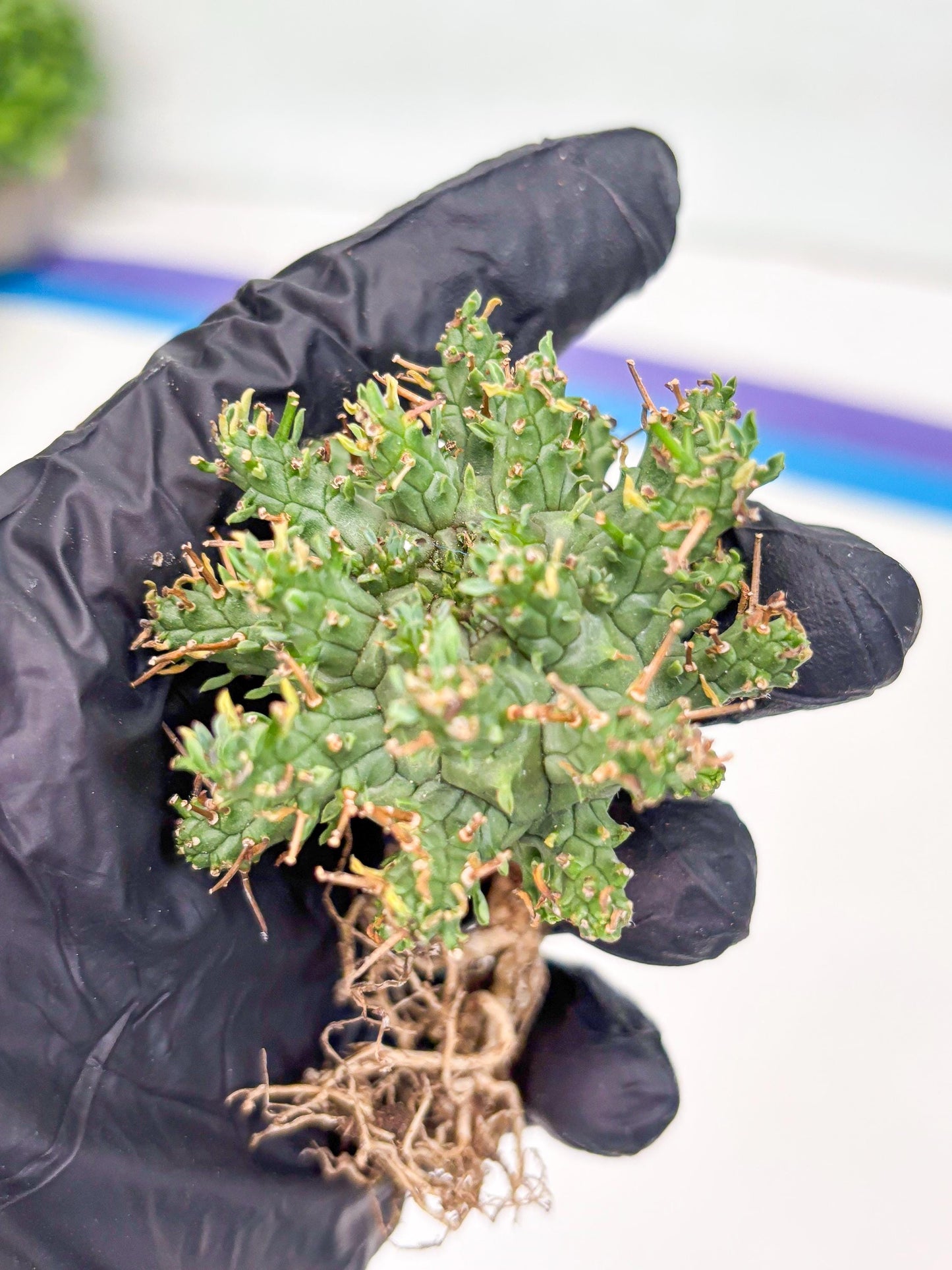 Euphorb atroviridis (G) | ONLY for Advanced Grower!!