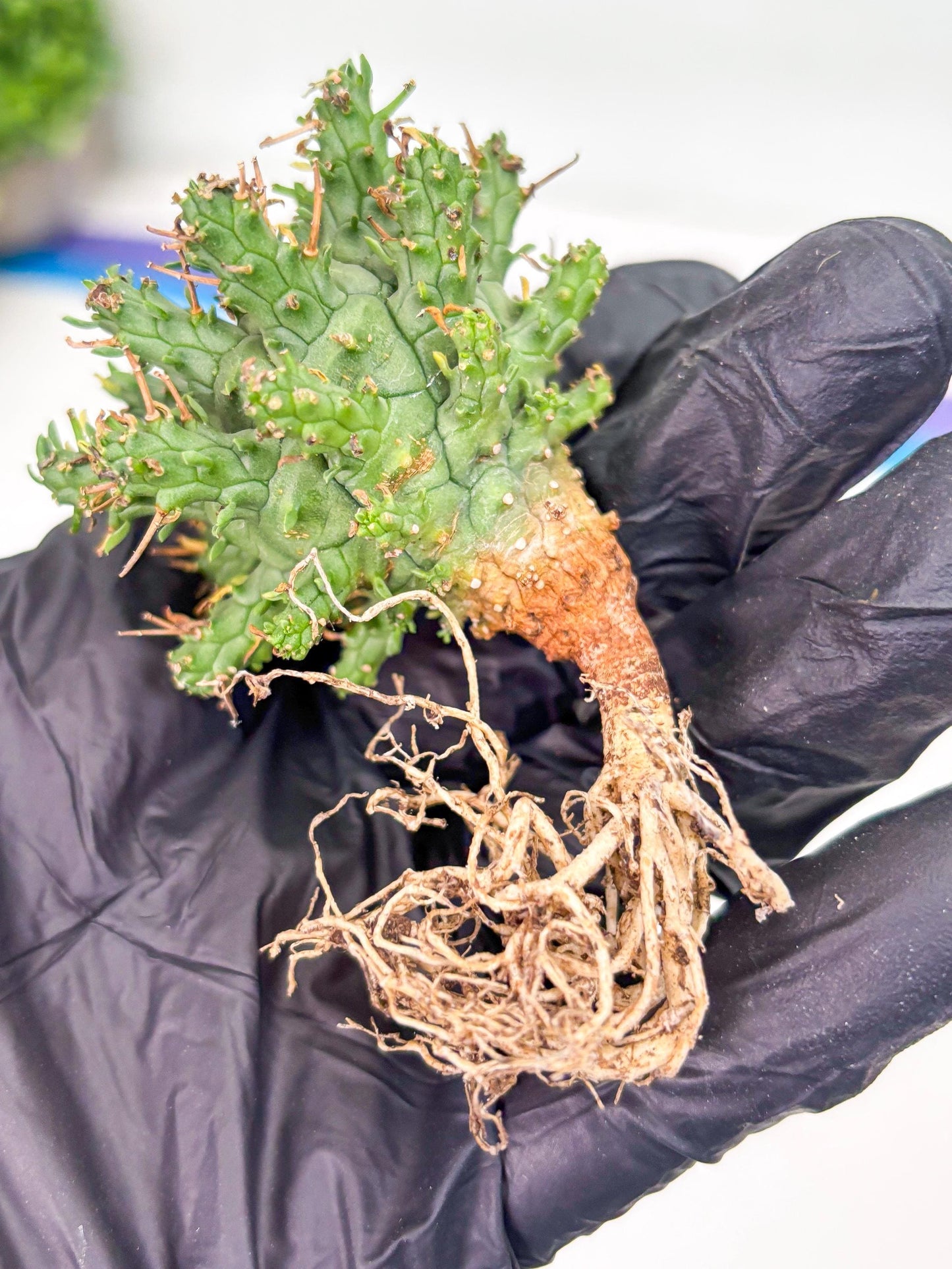 Euphorb atroviridis (G) | ONLY for Advanced Grower!!