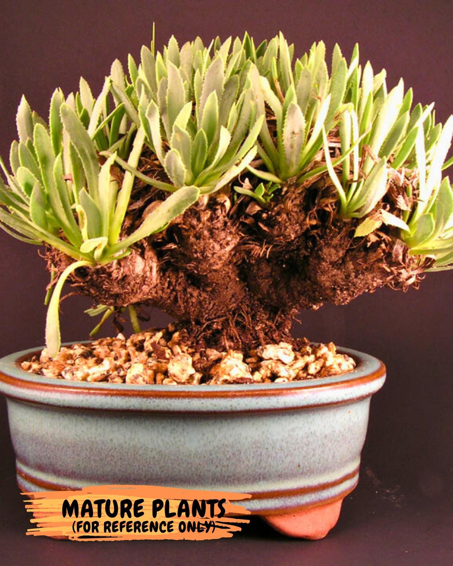 Rare Cactus (Y) | ONLY for Advanced Grower!!