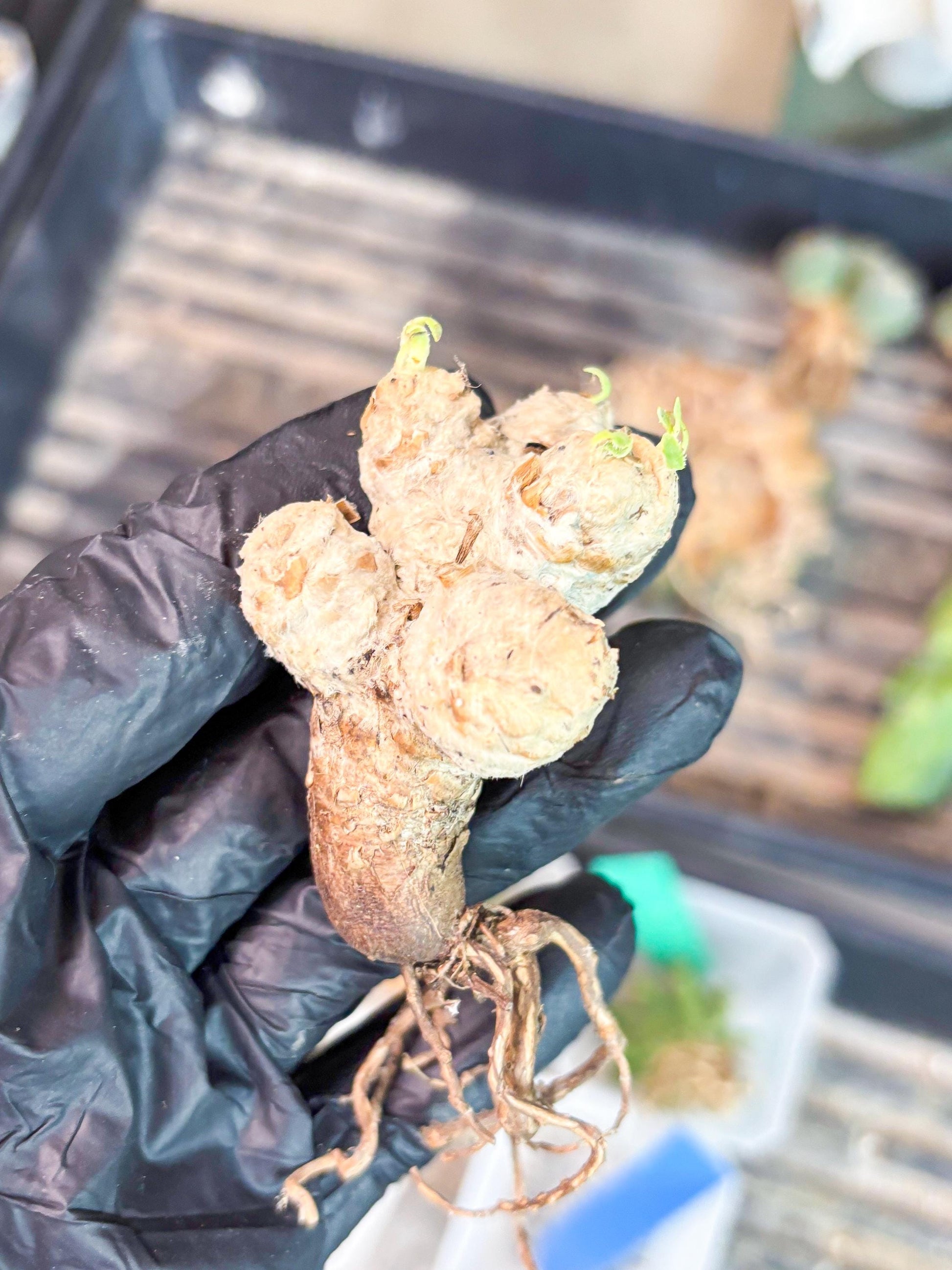 Rare Cactus (Y) | ONLY for Advanced Grower!!