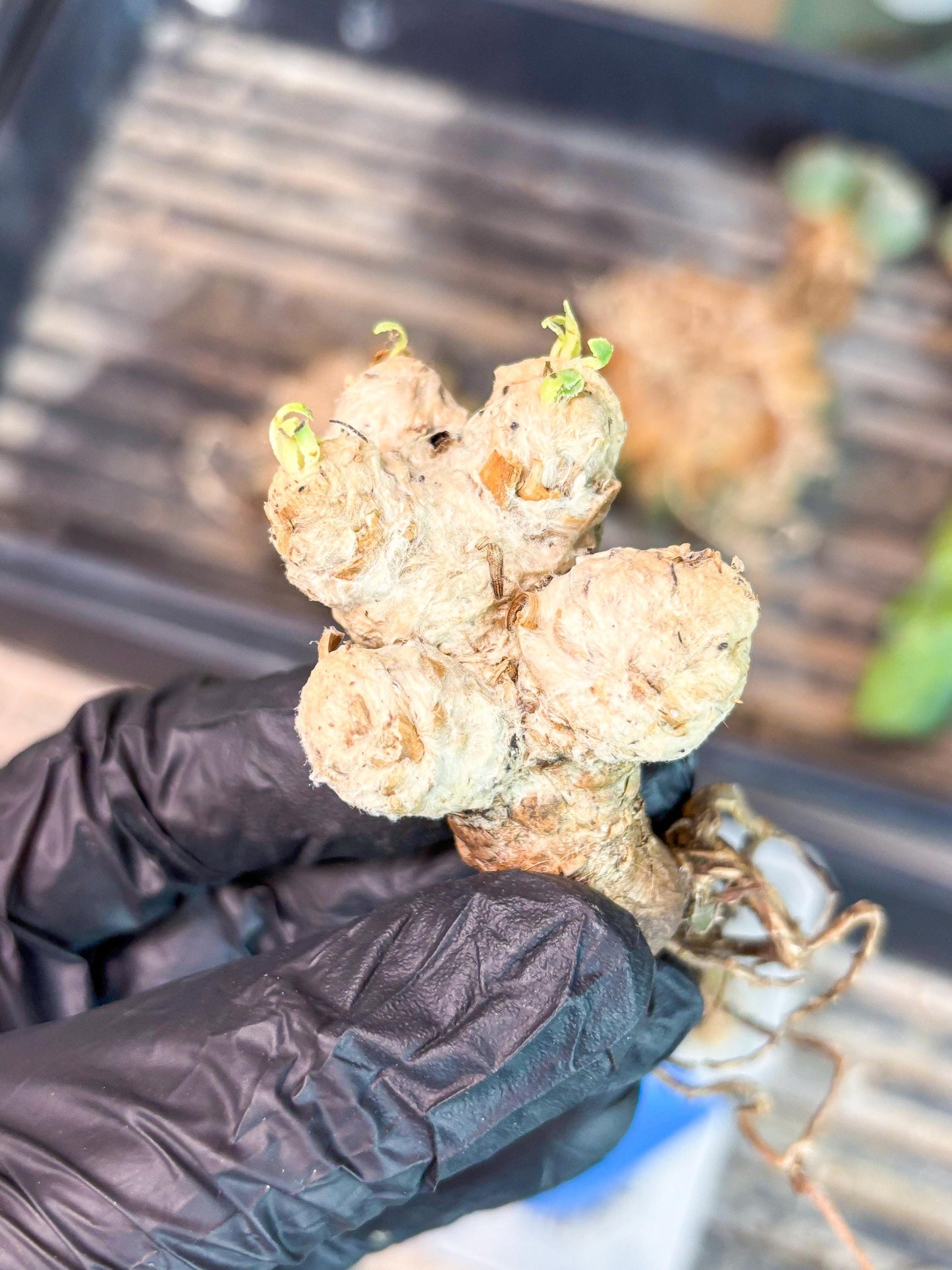 Rare Cactus (Y) | ONLY for Advanced Grower!!