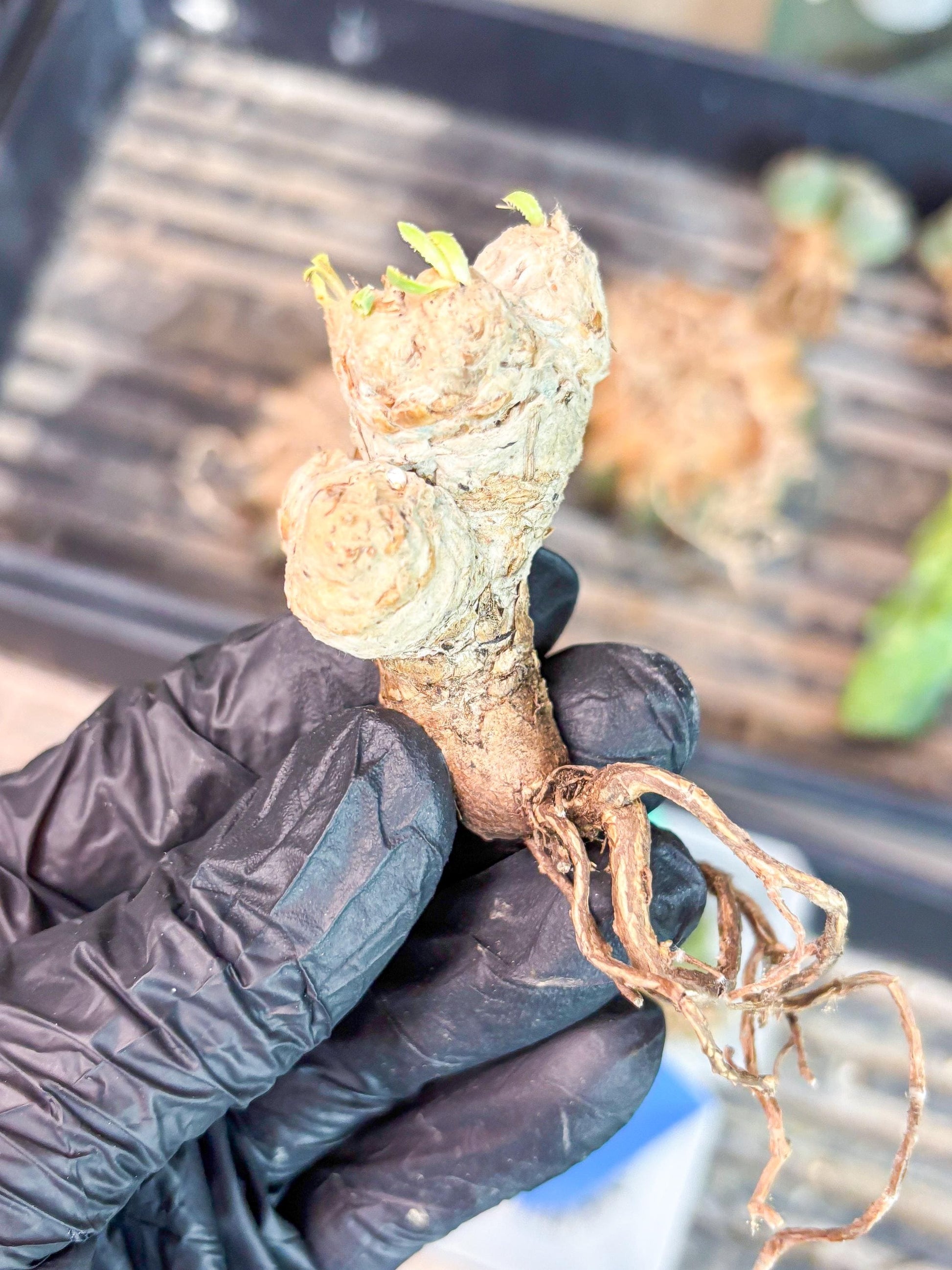 Rare Cactus (Y) | ONLY for Advanced Grower!!