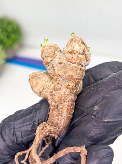 Rare Cactus (Y) | ONLY for Advanced Grower!!