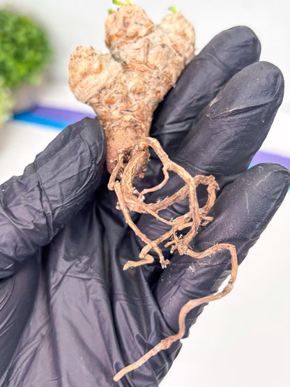 Rare Cactus (Y) | ONLY for Advanced Grower!!