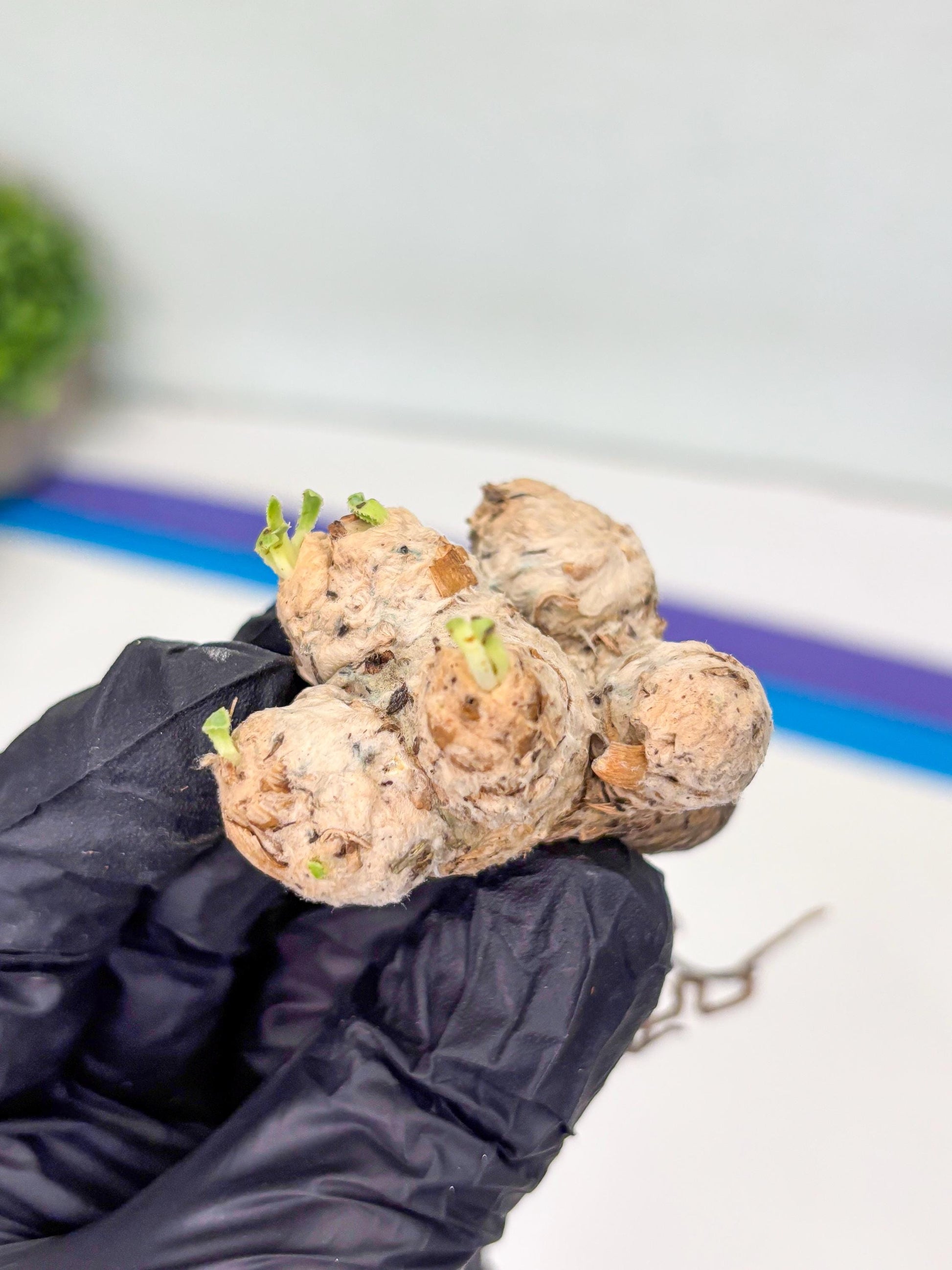 Rare Cactus (Y) | ONLY for Advanced Grower!!