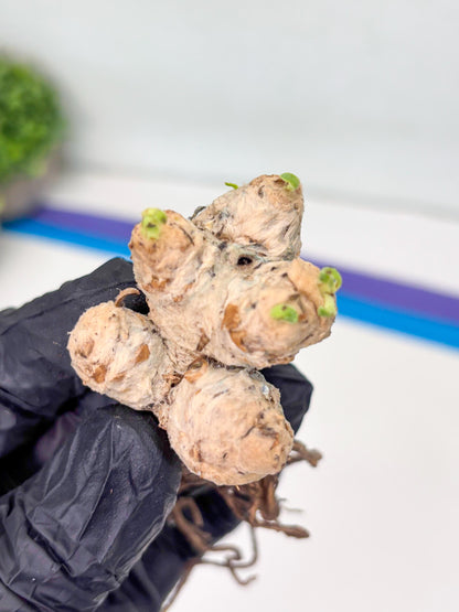 Rare Cactus (Y) | ONLY for Advanced Grower!!