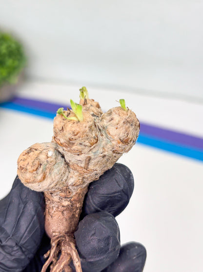 Rare Cactus (Y) | ONLY for Advanced Grower!!