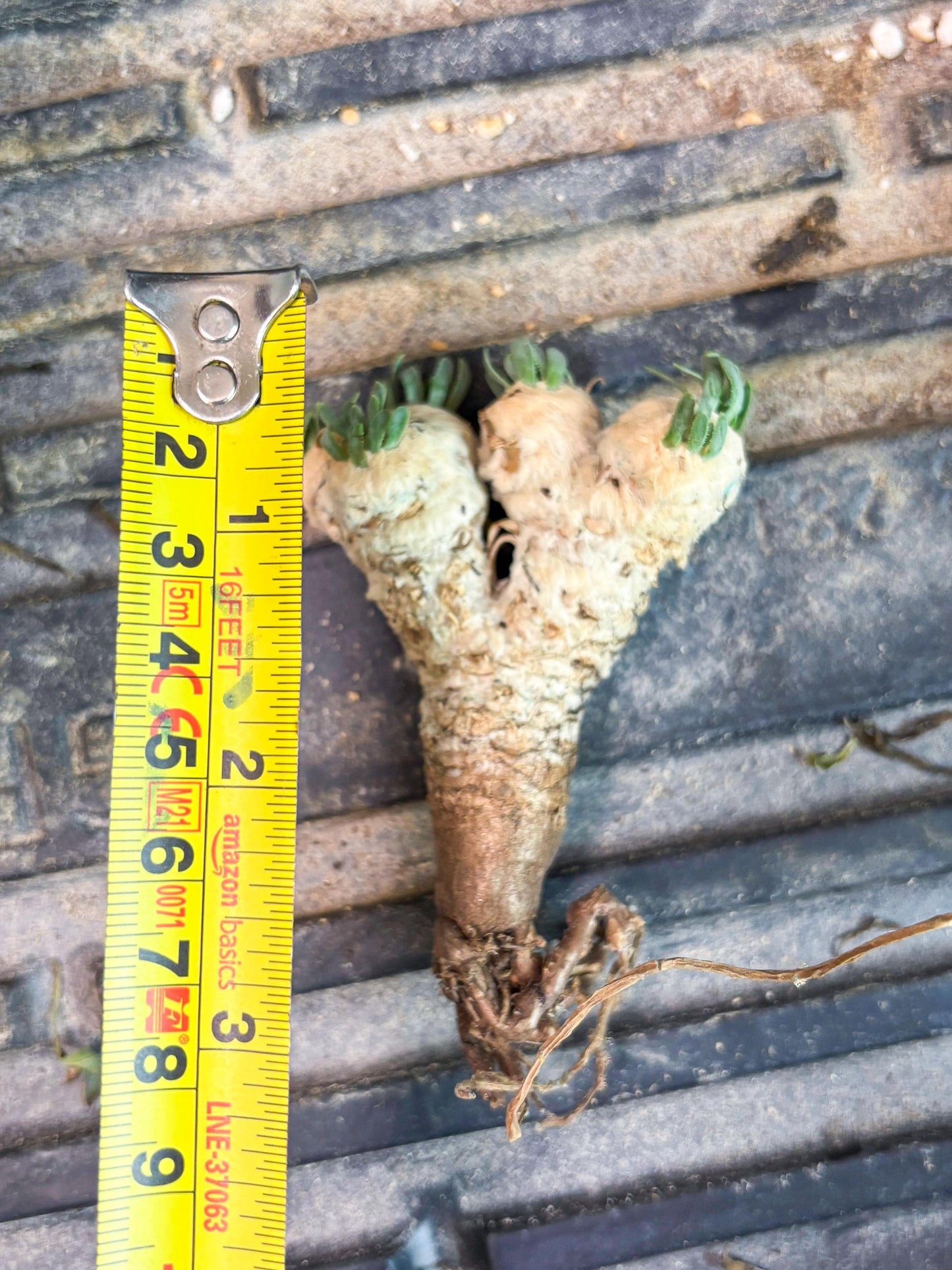 Rare Cactus (Blue) | ONLY for Advanced Grower!!