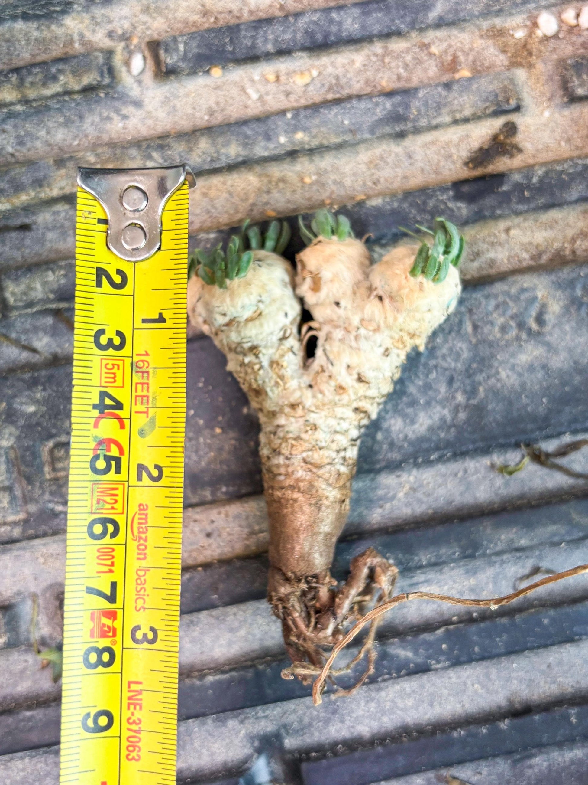 Rare Cactus (Blue) | ONLY for Advanced Grower!!