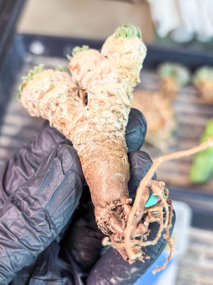 Rare Cactus (Blue) | ONLY for Advanced Grower!!