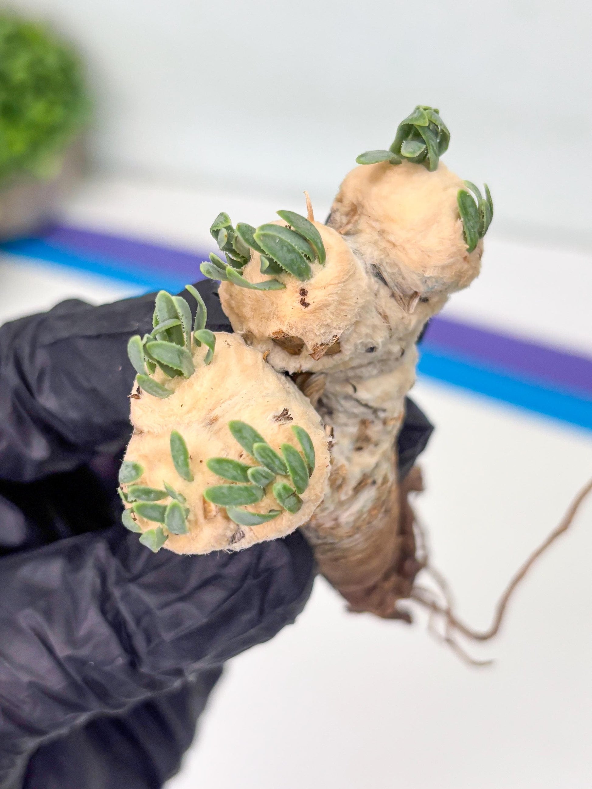 Rare Cactus (Blue) | ONLY for Advanced Grower!!