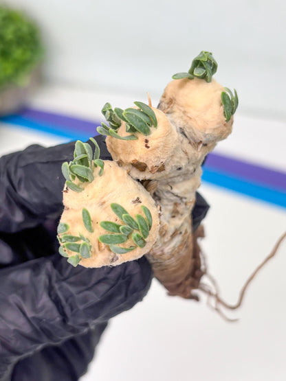 Rare Cactus (Blue) | ONLY for Advanced Grower!!