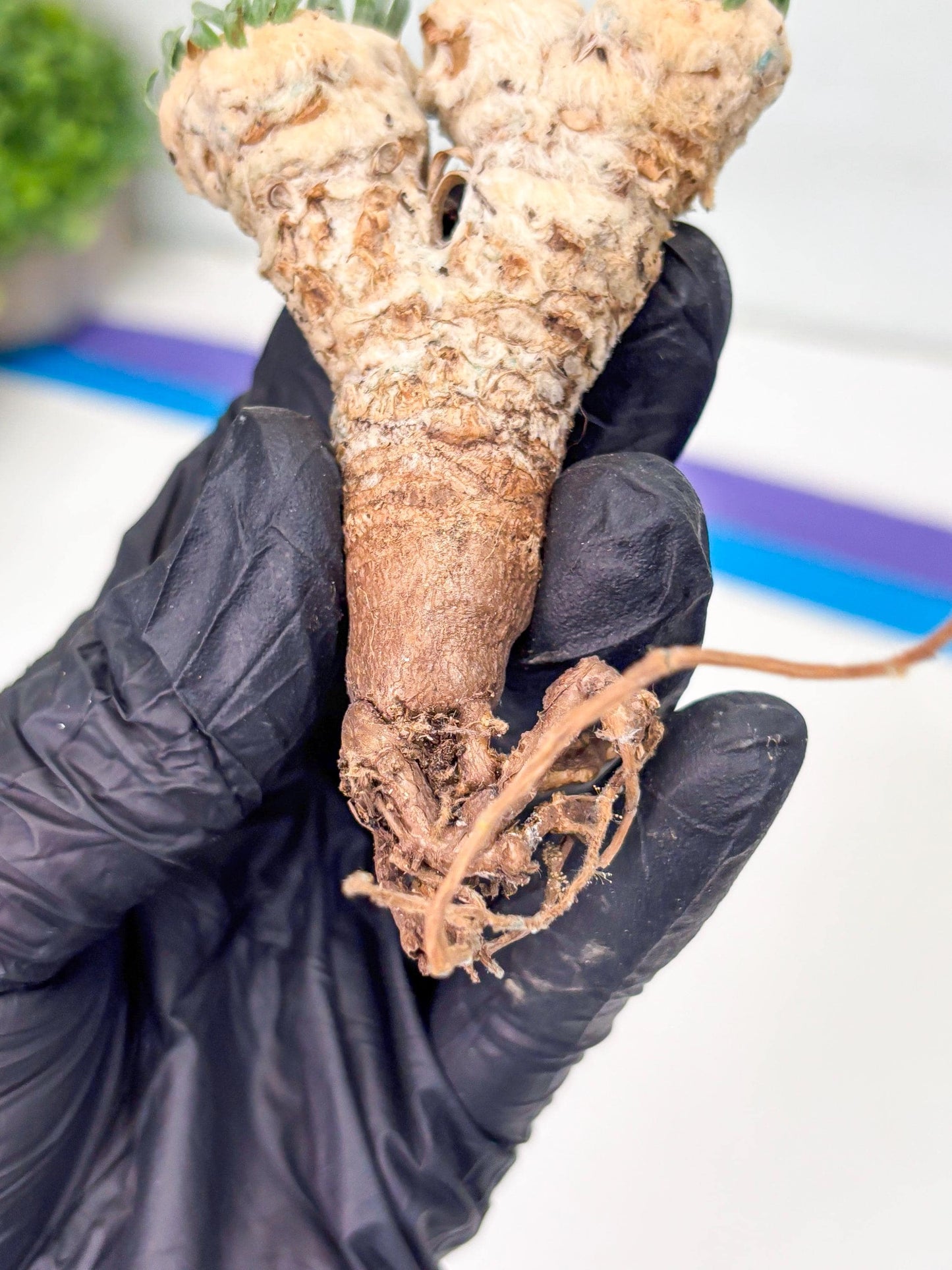 Rare Cactus (Blue) | ONLY for Advanced Grower!!