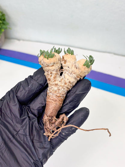 Rare Cactus (Blue) | ONLY for Advanced Grower!!