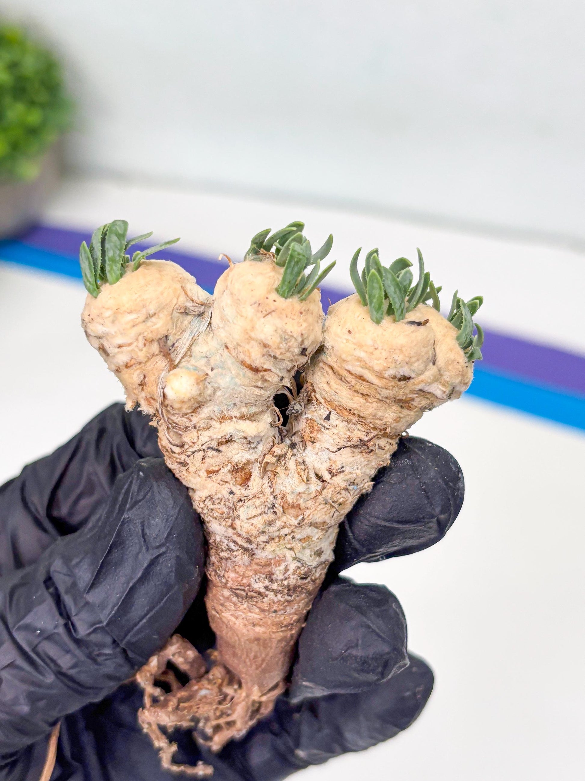 Rare Cactus (Blue) | ONLY for Advanced Grower!!