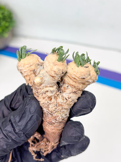 Rare Cactus (Blue) | ONLY for Advanced Grower!!