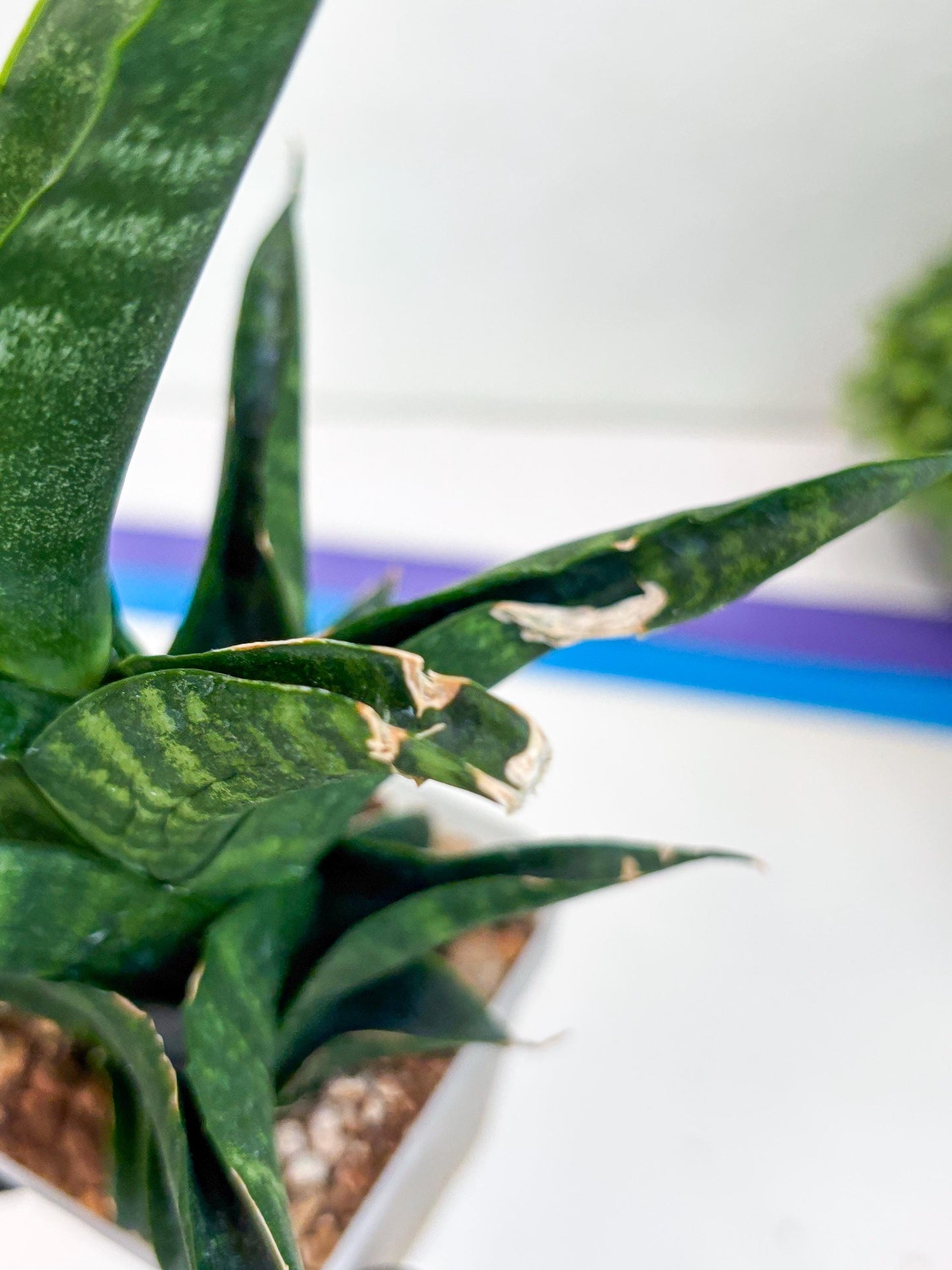 Sansevieria Argopuro (Ha35) | Imported Plant