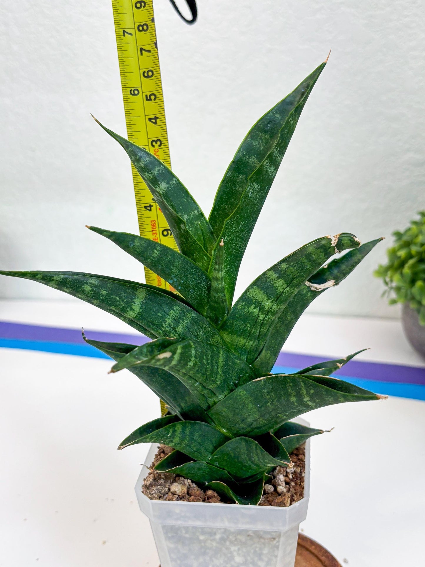 Sansevieria Argopuro (Ha35) | Imported Plant