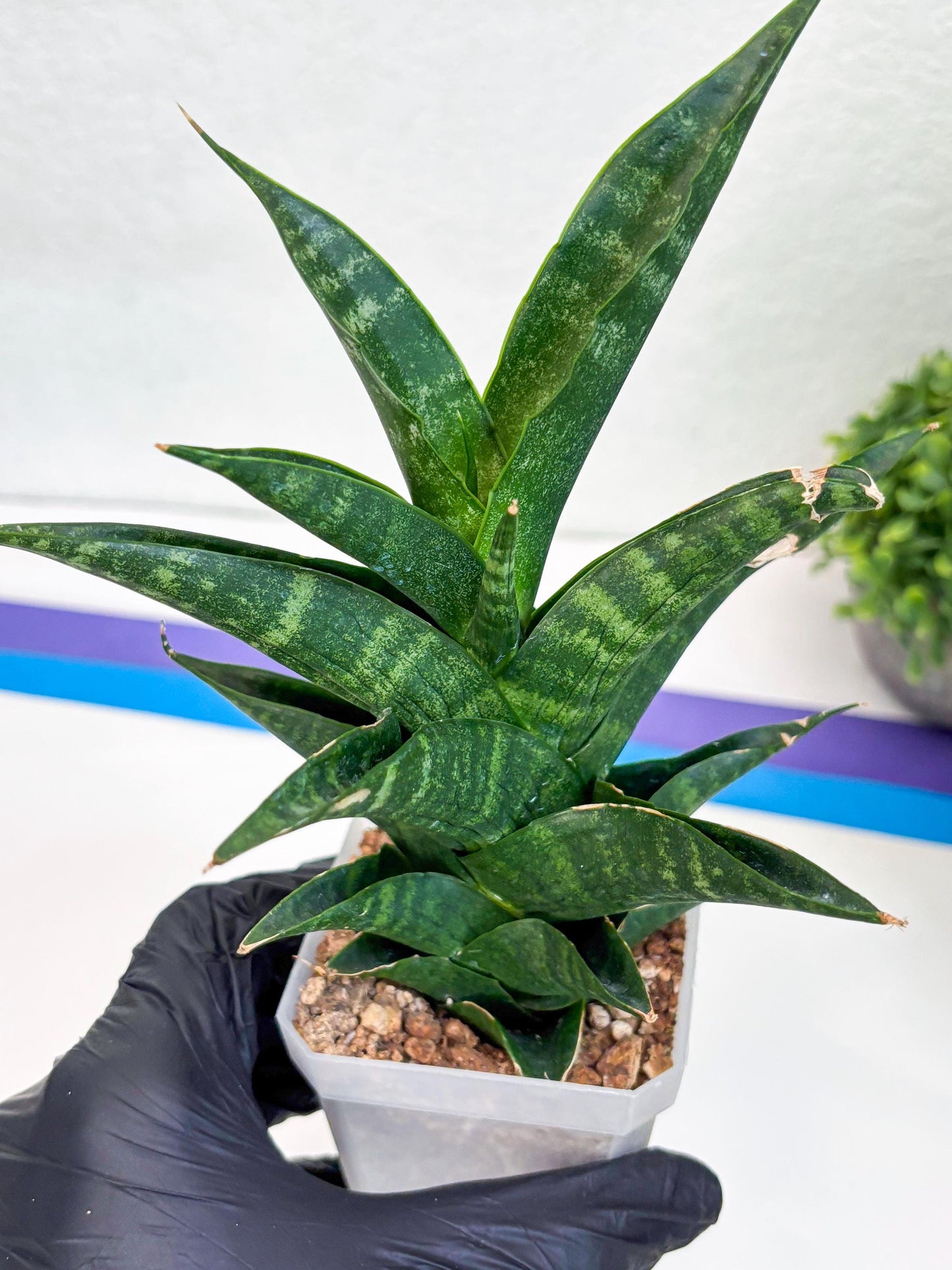 Sansevieria Argopuro (Ha35) | Imported Plant