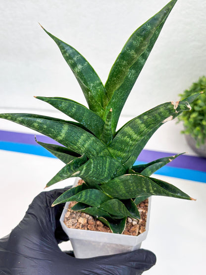 Sansevieria Argopuro (Ha35) | Imported Plant