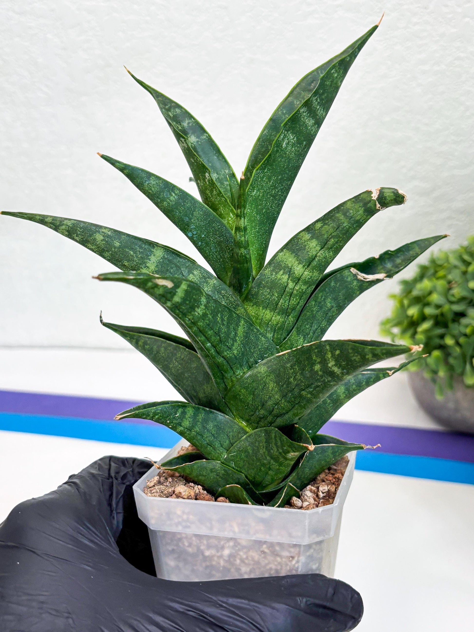 Sansevieria Argopuro (Ha35) | Imported Plant