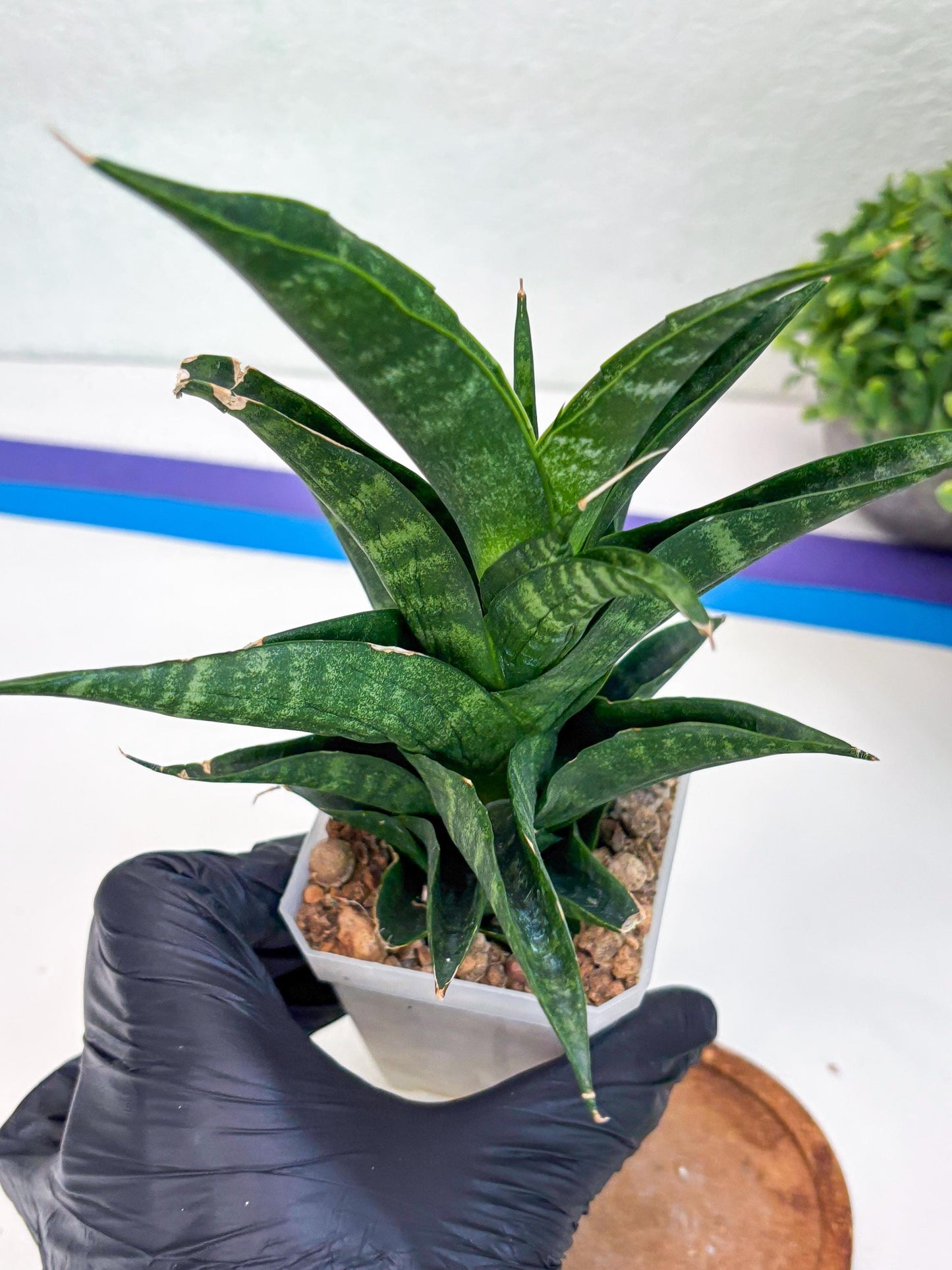 Sansevieria Argopuro (Ha35) | Imported Plant