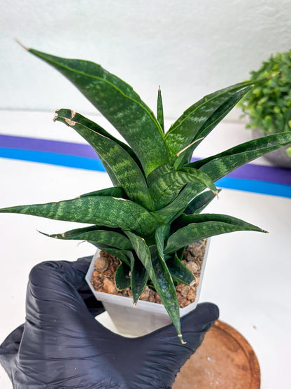 Sansevieria Argopuro (Ha35) | Imported Plant