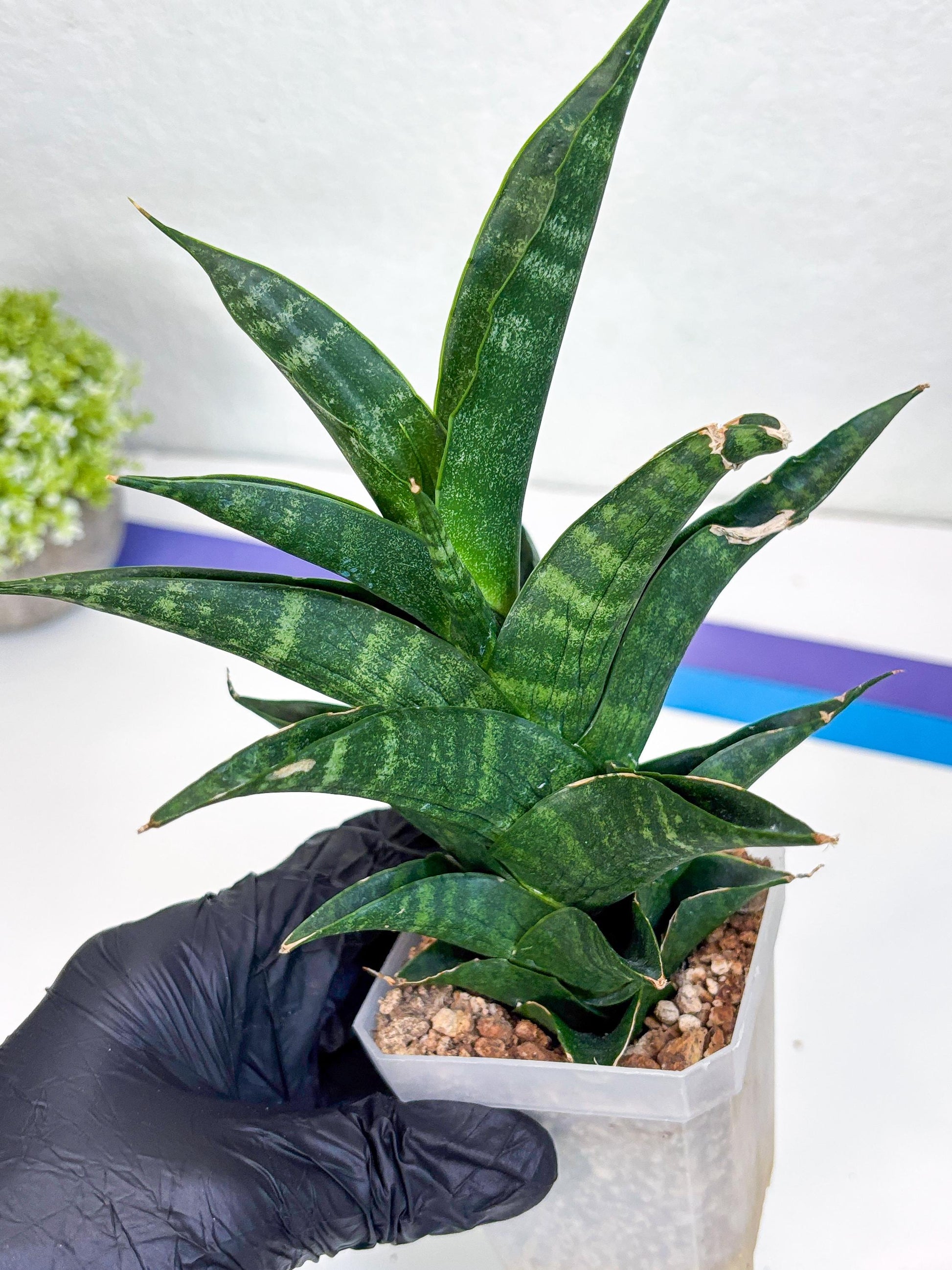 Sansevieria Argopuro (Ha35) | Imported Plant