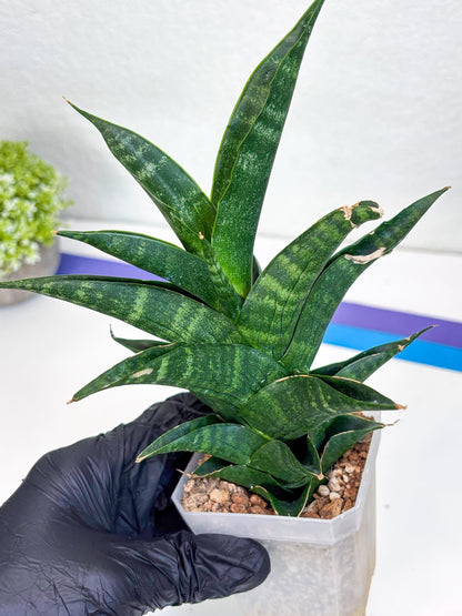 Sansevieria Argopuro (Ha35) | Imported Plant
