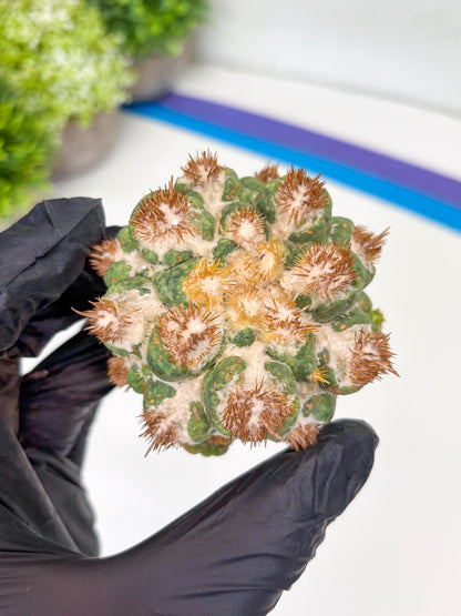 Coryphantha Elephantidens Thorn Crested | Imported Cactus | Rare Succulent