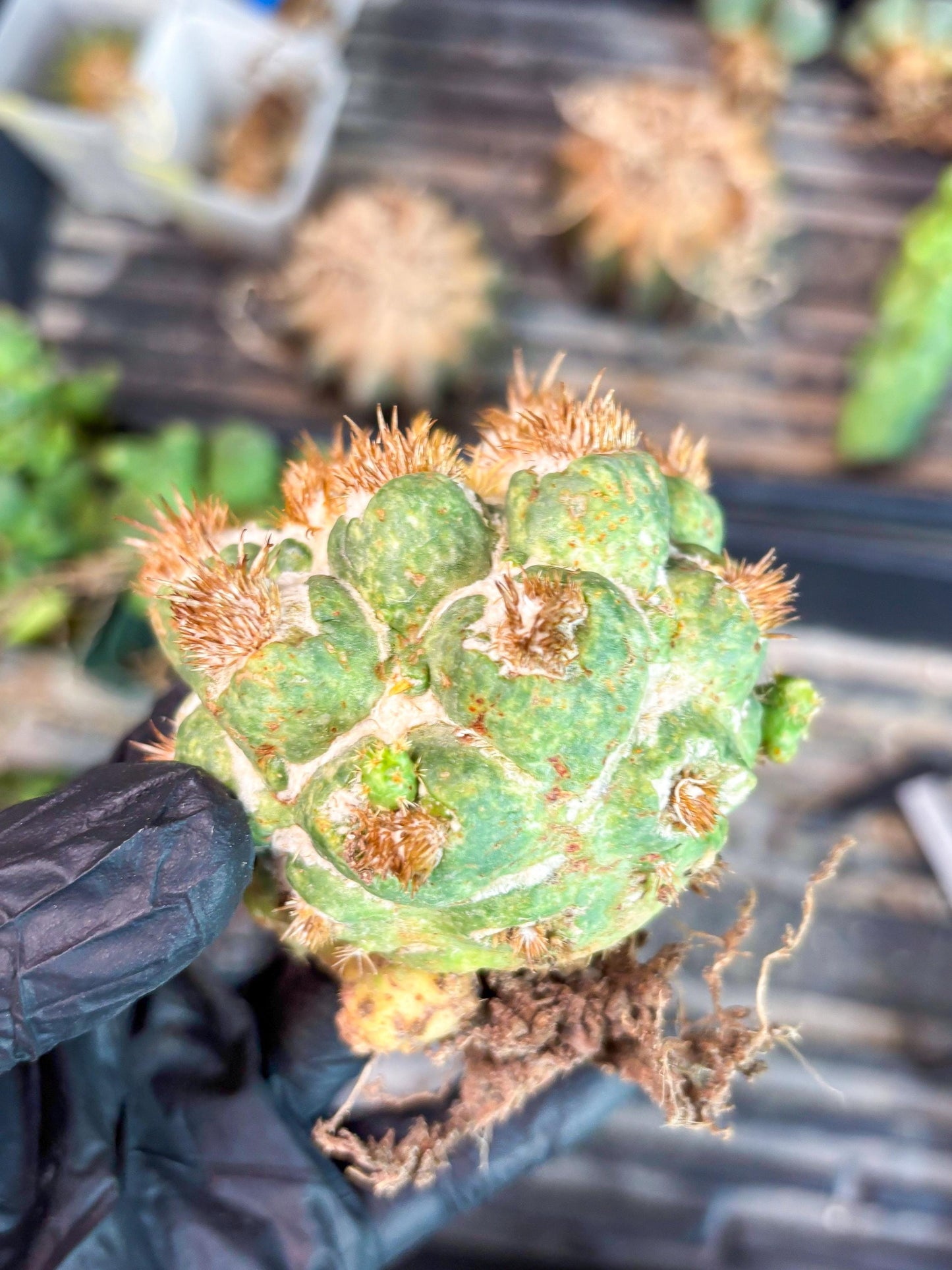 Coryphantha Elephantidens Thorn Crested | Imported Cactus | Rare Succulent