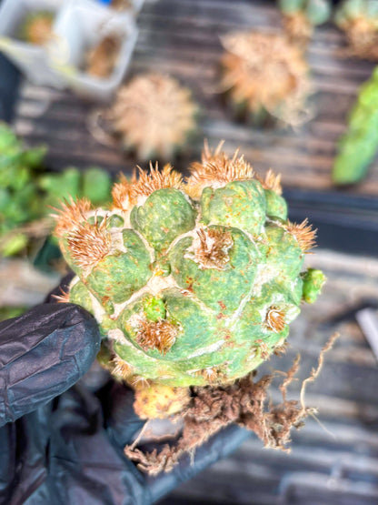 Coryphantha Elephantidens Thorn Crested | Imported Cactus | Rare Succulent