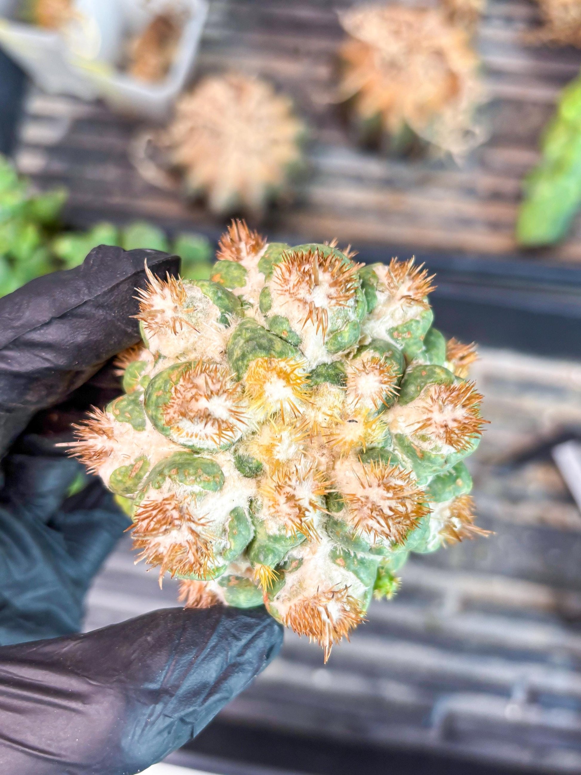 Coryphantha Elephantidens Thorn Crested | Imported Cactus | Rare Succulent