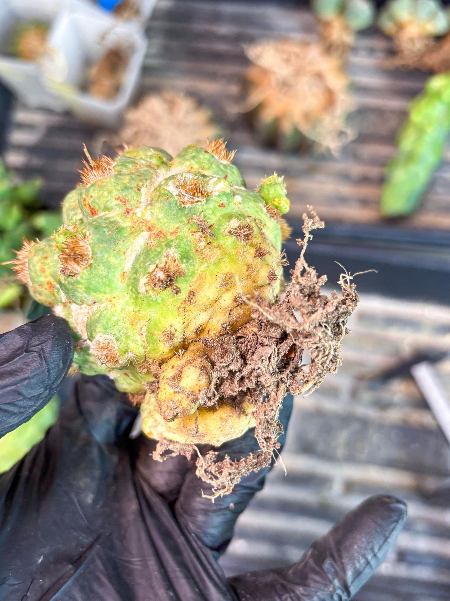 Coryphantha Elephantidens Thorn Crested | Imported Cactus | Rare Succulent