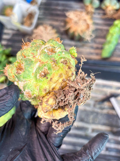 Coryphantha Elephantidens Thorn Crested | Imported Cactus | Rare Succulent